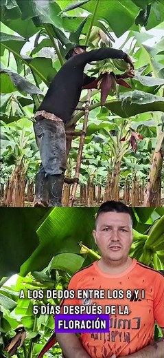 Técnica de desfloración: mejora el tamaño y calidad del racimo de plátano”