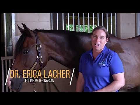 Equine Joint Injections 101