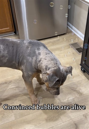 They truly are. #dogsoftiktok #bubbles