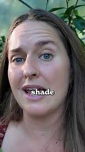 Can you grow a chocolate tree?