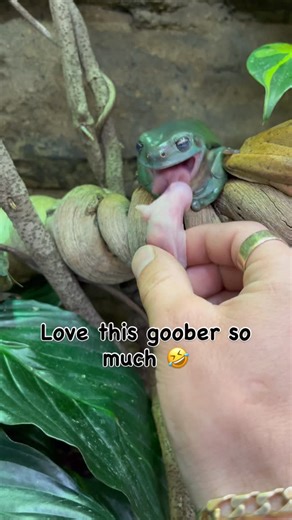 Alexander Sofoulis on Instagram: "Sid the Green tree frog enjoying a pinkie Rat 🐸 #ozzyreptiles #frog #greentreefrog #amphibiansofinstagram #frogfriday"