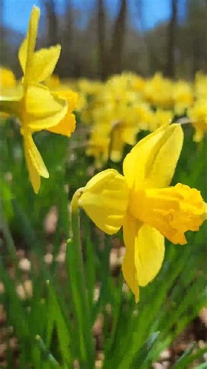 Drop a 🌼 if you’re ready for spring. I know a place. #newengland #snow #daffodils #spring #seasons