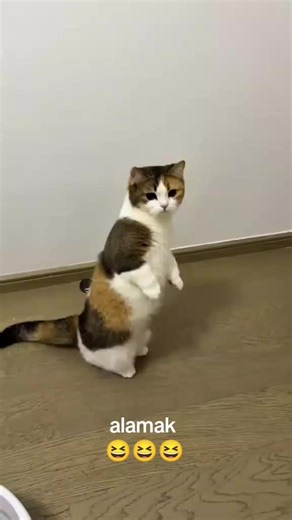 Funny Cat Dancing Compilation
