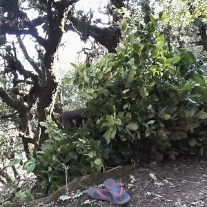 Traditional rural village life Primitive technology. | Village Lifestyle