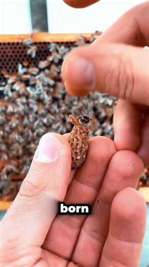 Why Bee Larvae Are Crushed