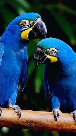 Macaws Talking in the Amazon 4K 🌿 | Relaxing Jungle & Nature Sounds