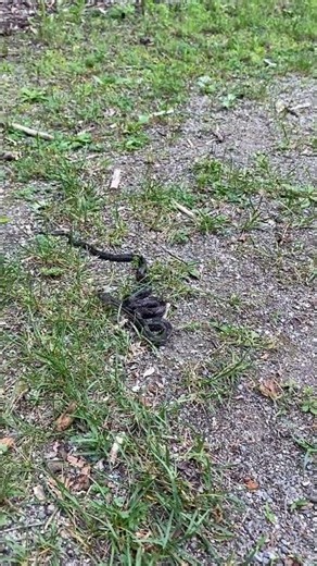 Cute baby rat snake