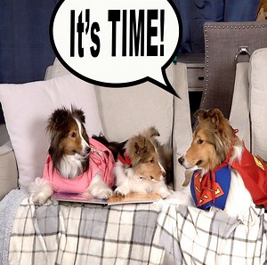 49K views · 2.4K reactions | Biscuit figures it's time to trade in baby Kevin! He's touching all her stuff and ENOUGH is ENOUGH!  a Classic Biscuit Talky on Cricket "the sheltie" Chronicles e168 #sheltie #sheltielove #sheltiesofinstagram #doggo #dogsofinsta #dogsofinstagram #cricketchronicles #puppy #puppylove | cricket.chronicles | Facebook