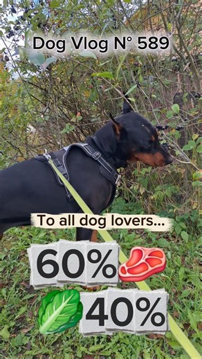 Basics of balanced diet for any dog | Podcast with dog trainer #dogfeeding #dogfood #dogcare