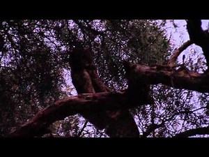 Owl ejects pellet (throwing up/ regurgitation)