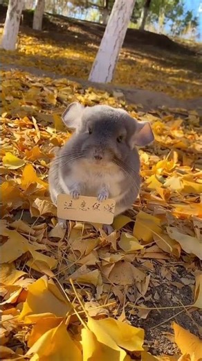 Last Time There Was A Small Spicy Bar, A Little Mouse-Like Creature Called A Chinchilla! #Chinchill