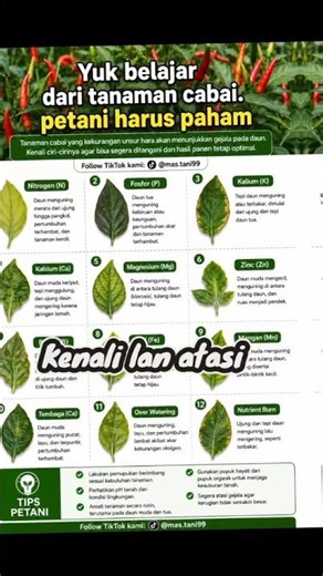 Simpan Video Ini! Panduan Cabai Sehat #pertanian #mas.tani99 #cabai