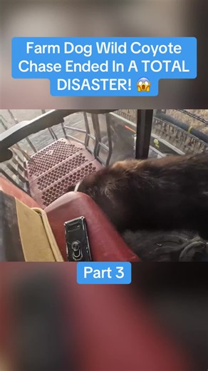 Farm Dog Wild Coyote Chase Ended In A TOTAL DISASTER! 😱🚜 Part 3 #welkerfarms #harvest2022 #farminglife #bigrig #coyotechase