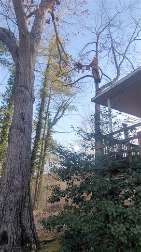 Part of Ms. R's tree. | Steve's Tree Service