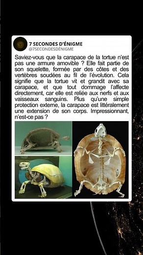 La vérité incroyable sur la carapace des tortues