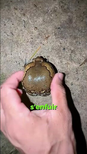 La grenouille la plus mignonne de la planète ! 🐸✨🍃