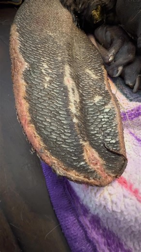 [Mission] Castor de Brossard Première Mission de 2026 Mise en contexte Mardi le 13 janvier 2026, en après-midi, notre ligne dédiée aux signalements d’animaux en détresse a reçu un premier appel d’une citoyenne de Brossard. Elle rapportait la présence d’un castor se déplaçant dans un quartier hautement résidentiel, très éloigné de tout cours d’eau. L’animal semblait désorienté et présentait une démarche chancelante, ce qui a immédiatement suscité des inquiétudes. Au fil des heures, d’autres signa