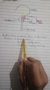 “Follow for easy medical concepts” #BrainStem#NeuroAnatomy#​"Brain Stem Anatomy & Functions | Easy