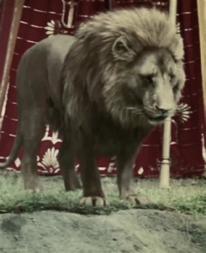 The Chronicles of Narnia Edits Featuring Aslan