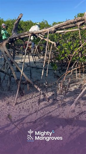 Watch Restoration in Action 🌱 From shoreline to sanctuary—see how we plant mangroves that protect, restore, and thrive. This time-lapse captures just a glimpse of the care and precision behind every Mighty Mangroves project. 💧 Stabilizing shorelines 🌿 Restoring ecosystems 🌊 Preparing for the future One mangrove at a time. #MightyMangroves #MangroveRestoration #CoastalCare #Mangroves #Mangrove #TimeLapseTransformation #FloridaShorelines #EnvironmentalStewardship #SanibelIsland | Mighty Mangro