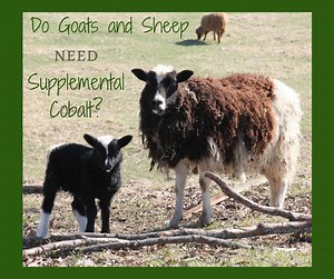 Goats and Sheep and Cobalt