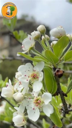 Άγρια Κορομηλιά: Το ξεχασμένο φυτό της Ελλάδας.