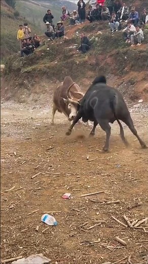 Thailand – Southern Thai bullfighting, especially in Phuket and Nakhon Si Thammarat#cow #shorts