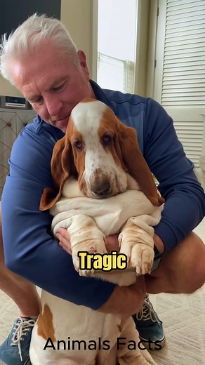 Facts About Basset hounds 🔥#bassethound | Animals Facts