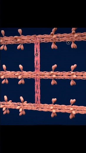 Le mécanisme de la contraction musculaire en 3D – Simple et clair ! الية التقلص العضلي #svt