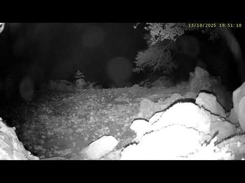 Upper Wharfedale: Mangalitza Pigs🌙13/10/25