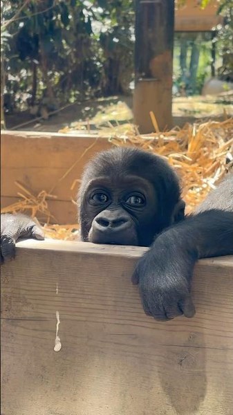 Baby gorilla SANTARO looking at the visitors 🦍 Kyoto City Zoo