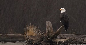 Bald Eagles Gather in the Pristine Alaskan Ecosystem