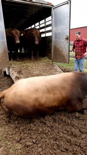 When gravity wins 😭🐄