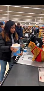 116K views · 3.4K reactions | Orange Cat Throws Coffee at Customer’s Face — Supermarket Explodes in Laughter #OrangeCat #AngryCat #CoffeeAttack #FunnyReelsUSA #CatVsCustomer #CatComedy #ViralVideoUSA #CatFails #ReelsUSA | Kitty Cuddle Club | Facebook