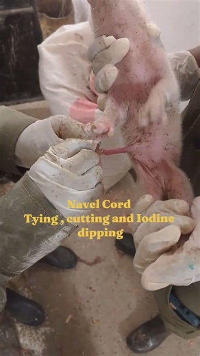 Umbilical Cord #animals #pigfeed #pig #veterinary #viral #wildboar #piggy #ytshorts #india #shorts