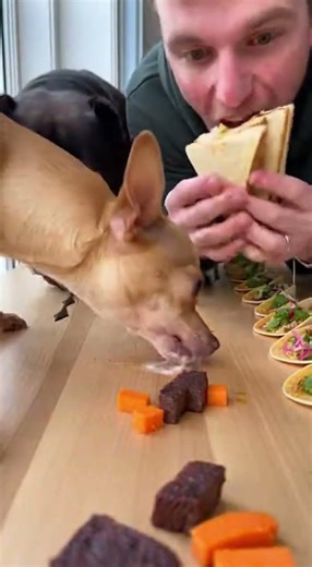 Chihuahua vs Big Dog vs Human Food Challenge 😂🐶 #Shorts