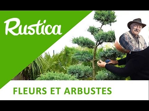 Prune a cloud conifer