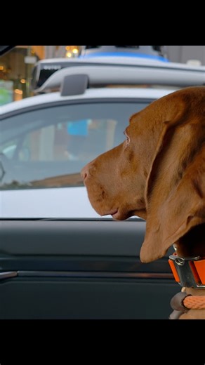 Drag racing a driverless Waymo robotaxi #fastandfurious #robotaxi #ev9 #dragrace #vizsla #dogsincars