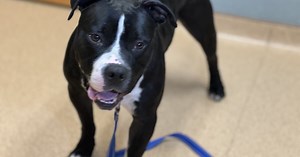 Dog adopted after spending 400  days in Virginia Beach shelter