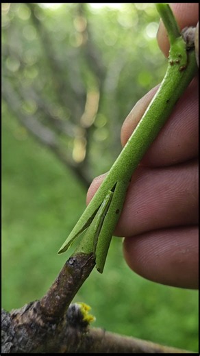 peach tree grafting technique-best grafting Technique for beginner #satisfying