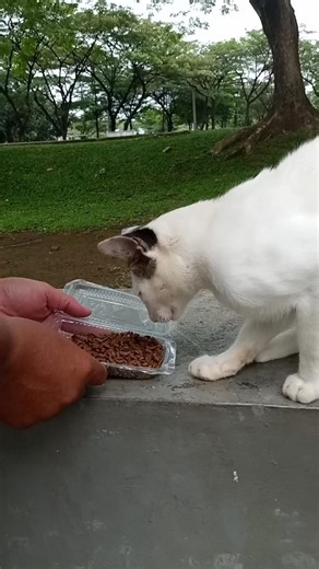 Berbagi rezeki dengan kucing #kucing