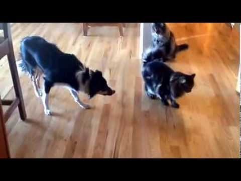 Cat herding. Firefly is obsessed with trying to herd the cats...very, very stealthy!