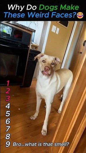 Why Do Dogs Make These Weird Faces! 😂