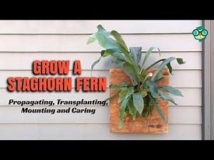 Growing Staghorn Fern: Propagate, Mount, Transplant & Care || How to Grow a Staghorn Fern A to Z !!