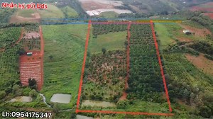9.1K views · 36 reactions | (đã bán) Bán lô đất đẹp nguồn thu nhập cao Dt:3 ha (sổ sách đầy đủ Trên đất trồng phun cà phê và hồ tiêu Vị trí: xã túy Đức tỉnh lâm đồng Lh:0964175346. Xin cảm ơn | Trần Long | Facebook