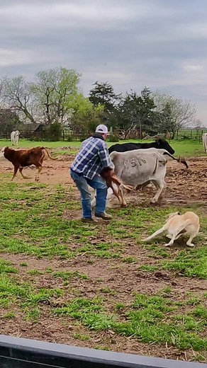 Baby calf is just fine. #cattle #fyp #farmlife