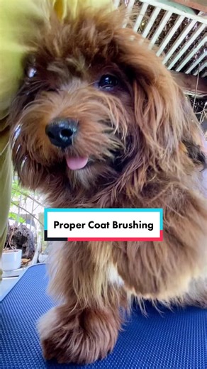 How I properly use slicker brush to give Havanese healthy coat and skin. 🐶 #havanese #redhavanese #slickerbrush #groomingtips #havanesepuppy #kenchiigrooming