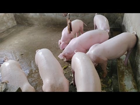 Ein sicherer Ort für kleine Ferkel: Live Entspannung | ASMR