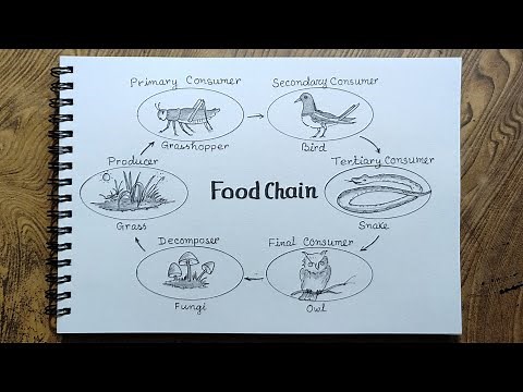 Food Chain diagram drawing/Food web drawing