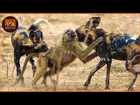 Deadliest Wild Dog Attacks Caught on Camera | Wild Animals